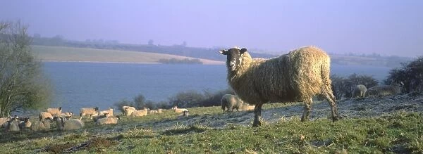 Sheep - Flock on lakeside pasture Rutland Water UK