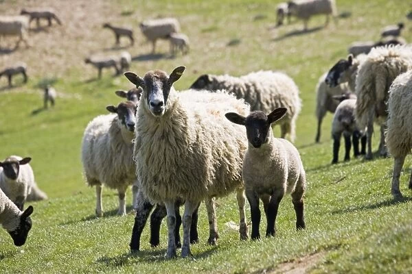 sheep - Masham ewe with lambs on fresh pasture. Cotswolds - UK