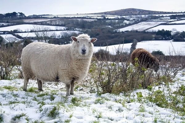 Sheep in Snow - Godolphin Hill beyond - Cornwall - UK
