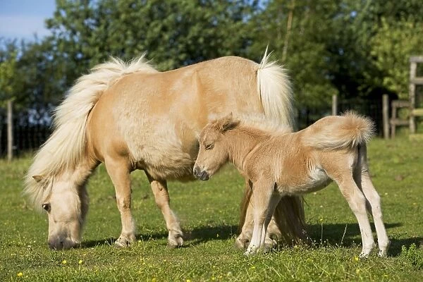 Shetland Pony - adult & foal grazing in field