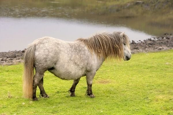 Shetland Pony - pale mare on pasture Central Mainland, Shetland Isles, Scotland, UK