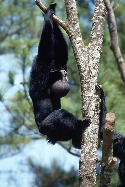 Siamang Gibbon - adult in tree calling, throat sac enlarged