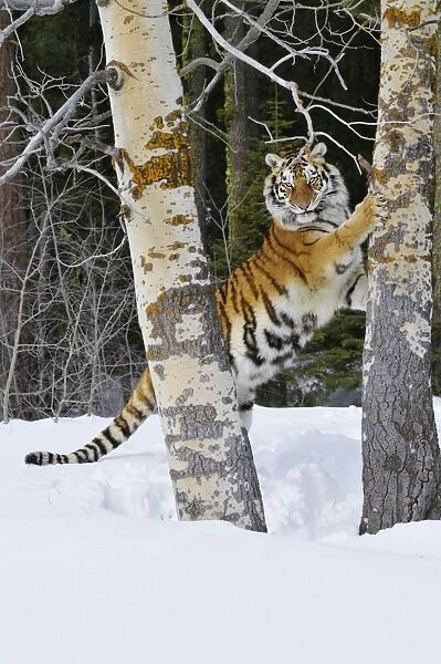 Siberian Tiger  /  Amur Tiger - marking tree with claws in winter snow. C3A2442