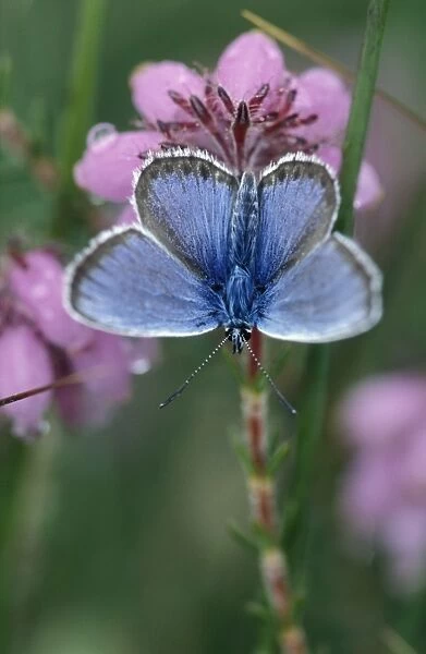 Silver-studded Blue Butterfly - Male on cross-leaved heath