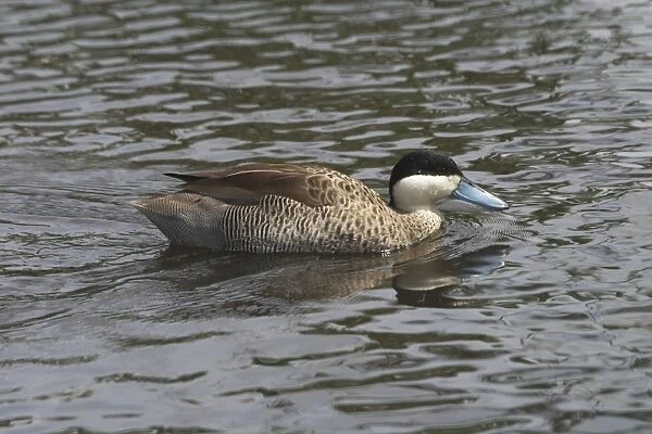 Silver Teal - Swimming