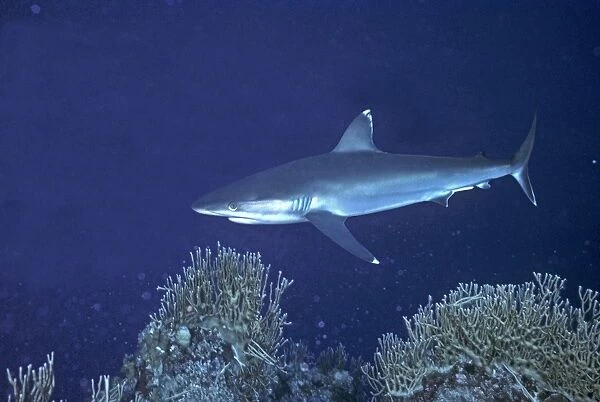 Silvertip Reef Shark - these beautiful sharks grow to 3 plus meters in length and can be dangerous to humans. Barrier Reef, Indo Pacific, Australia