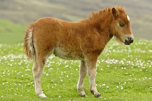 Skewbald Shetland Pony foal standing amidst blooming pasture Central Mainland, Shetland Isles, Scotland, UK