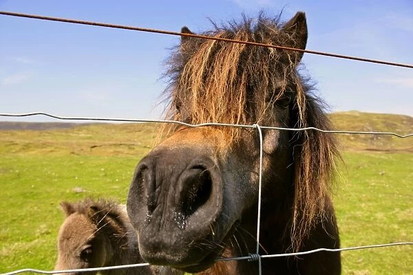 Skewbald Shetland Pony reaching through wire netting fence with it's mouth trying to make contact with people outside the enclosure Central Mainland, Shetland Isles, Scotland, UK