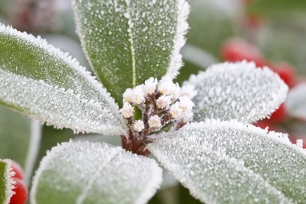 Skimmia Buds and Leaves Frosted