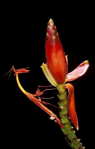 Slender Flower Mantis - Sabah, Borneo, Malaysia JPF33194