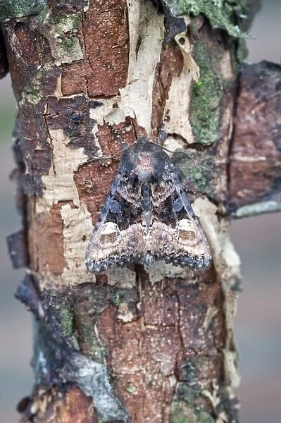 Small Angle Shades Moth - Lincolnshire - England