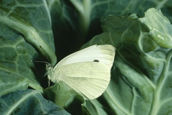 Small Cabbage White Butterfly - On cabbage