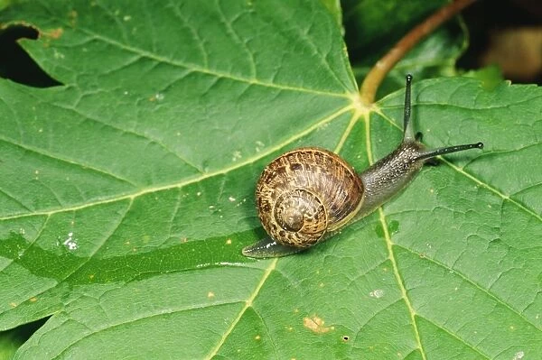 Snail - slimy trail on leaf - UK