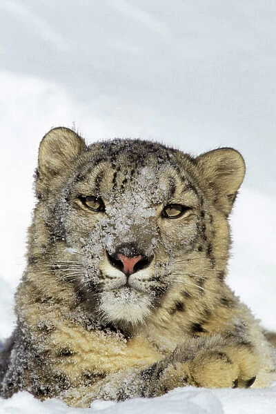 Snow Leopard - face and front paw, sitting in snow, some snow on face. 4MR338