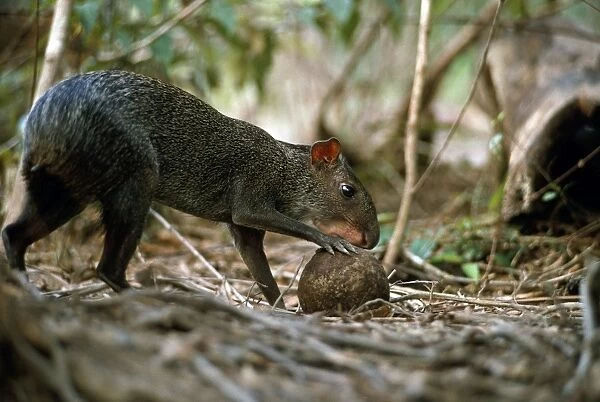 Sooty Agouti - opening Brazil Nut - seed dispersal - Brazil - South America