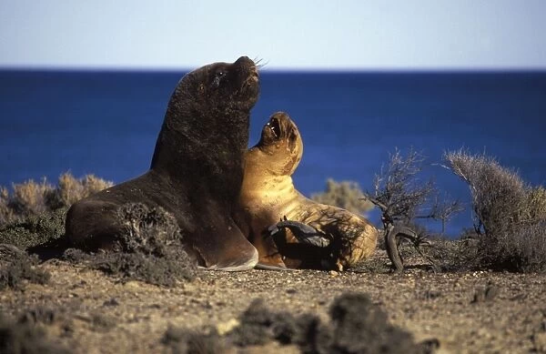 South American Sea Lion - Male and female, courtship Coast of Patagonia, Argentina