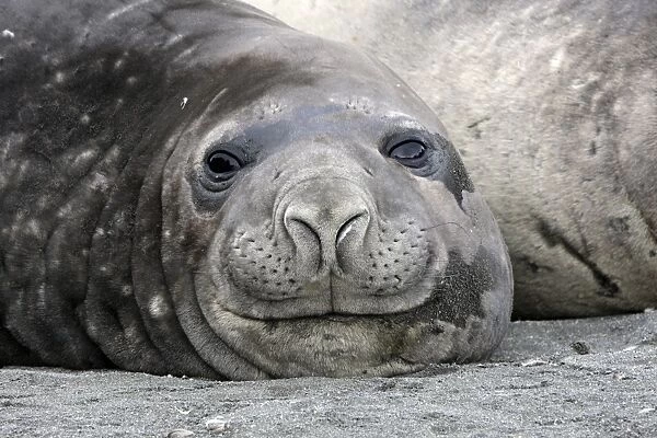 Southern Elephant Seal - Saint Andrew - South Georgia
