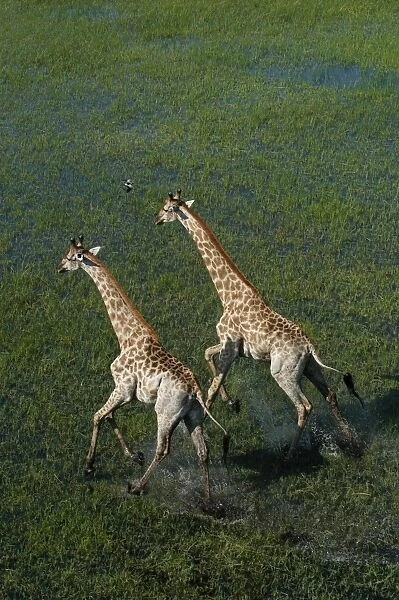 Southern Giraffe - Aerial view of Giraffe running in water Okavango delta, Botswana