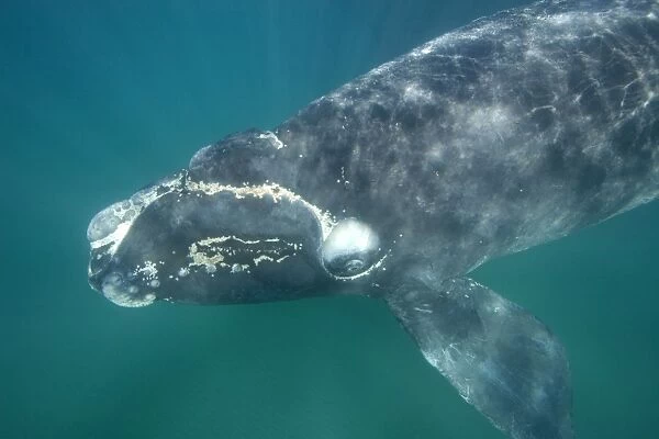 Southern Right Whale - Calf. note aggregations of cyamids ('whale lice') around mouth and callosities. Valdes Peninsula, Province Chubut, Patagonia, Argentina