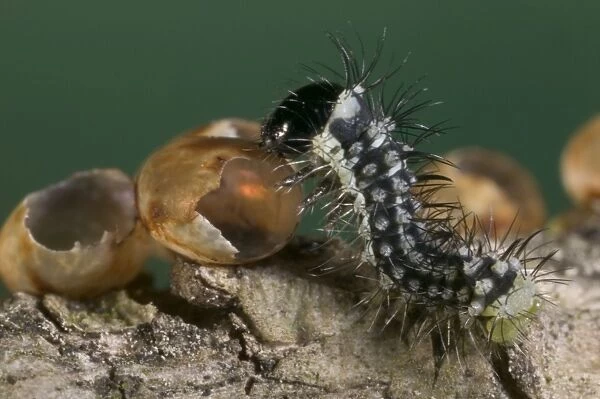 Spanish Moon Moth - Young caterpillar eating its egg