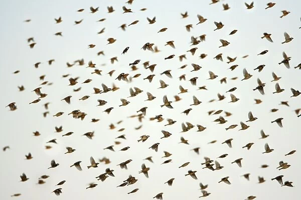 Spanish Sparrow - flock in flight, Alentejo, Portugal