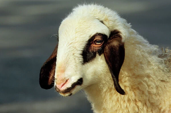 Spectacles Sheep - lamb, close-up of the head