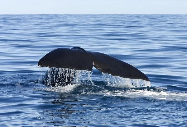 Sperm whale. Off Kaikoura - South Island - New Zealand