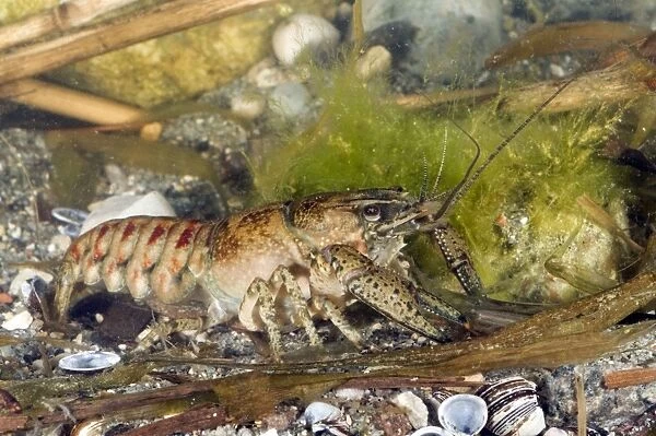 Spiny Cheek Crayfish - in water - Lake Garda - Italy