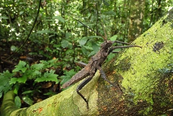 Spiny Stick Insect - Danum Valley Conservation Area - Sabah - Borneo - Malaysia