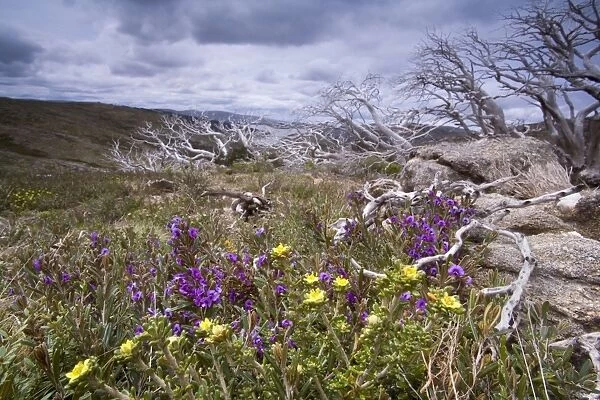 spring wildflowers - blooming alpine hovea and other spring wildflowers, together with windswept and by fire damaged Snow Gums - Bogong Highplains, Alpine National Park, Victoria, Australia