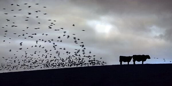 Starlings - dusk - flying to roost - Siblyback reservoir - Cornwall - UK