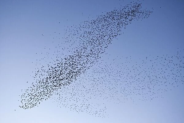 Starlings Mass manouver in the skys above the roosting site Eastbourne, East Sussex, South East England