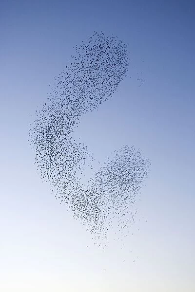 Starlings Shape shifting manoeuvres in the sky Eastbourne, East Sussex, South East England