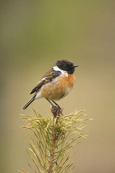 Stonchat - male perched on top of a young conifer tree - May - Cannock Chase - Staffordshire - England