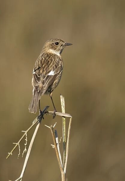 Stonechat - female standing on top of old bracken and keeping watch - May - Cannock Chase - Staffordshire - England