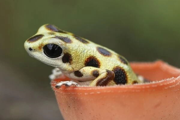 Strawberry Poison Frog - inside a cup fungus Bastimentos National Park Bocas del Toro, Panama