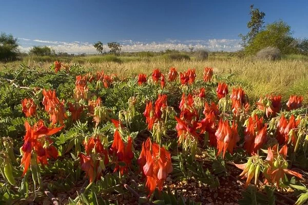 Sturt's Desert Pea - brightly red coloured blossoms of this unusual perennial herb in shrubby grassland - Cape Range National Park, Western Australia, Australia