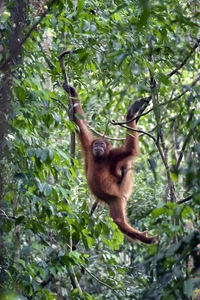 Sumatran Orangutan - Young female in trees - North Sumatra - Indonesia - *Critically Endangered