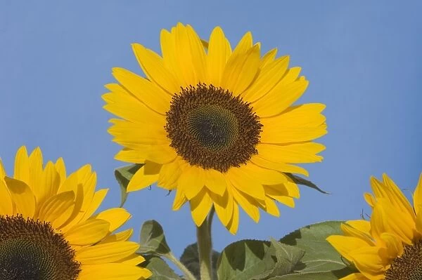 Sunflower. VG-623. Sunflower. Helianthus annuus