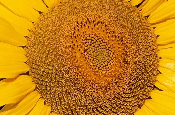 Sunflower - Close-up
