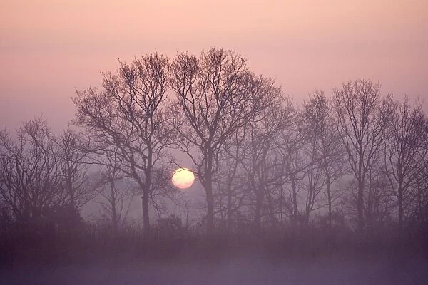 Sunrise - Through bare tree branches in mist Norfolk UK