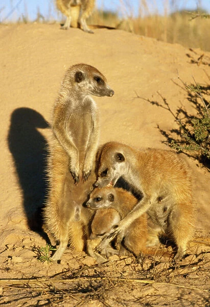 Suricate  /  Meerkat - adult grooming young Kalahari South Africa