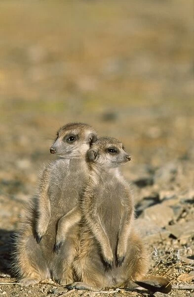 Suricate  /  Meerkat - Two different aged young on lookout at the edge of burrow - Kalahari Desert, Southeast Namibia, Africa