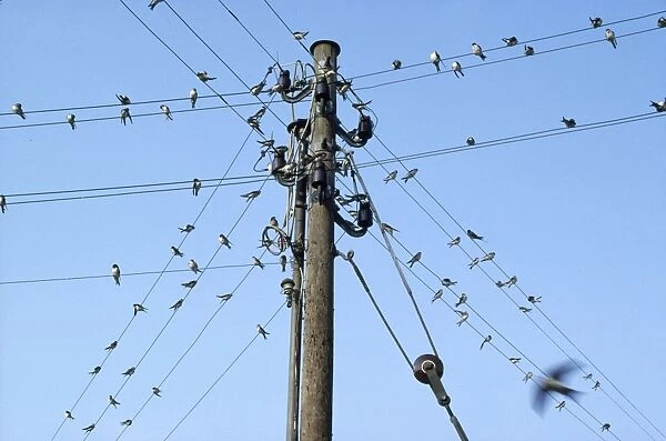 Swallows - on wires