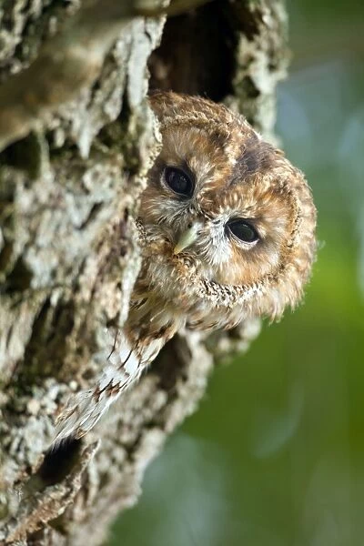 Tawny Owl - UK