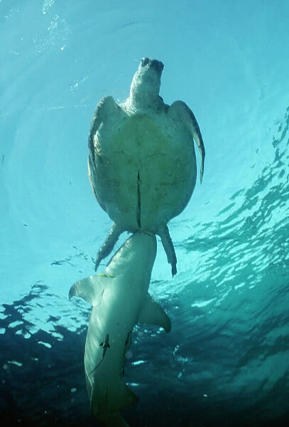 Tawny Shark - attacking dead turtle Raine Island, Gt. Barrier Reef, Australia