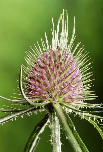 Teasel - close-up of flower Also known as: brushes and combs