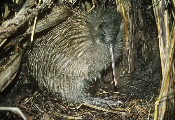Tokoeka  /  Stewart Island Brown Kiwi - in burrow 