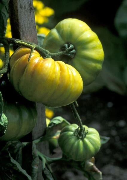 Tomato 'Vintage Wine' - The yellow flower is Targetes - planted to attract predators - September Cambridgeshire garden. UK
