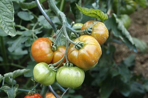 Tomatoes - growing in garden. Somme - france